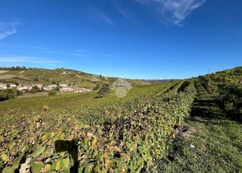 Terreno agricolo Frazione Valle San Giovanni, Calamandrana - foto 12