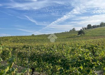 Terreno agricolo Frazione Valle San Giovanni, Calamandrana - foto 19