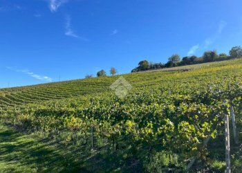 Terreno agricolo Frazione Valle San Giovanni, Calamandrana - foto 26