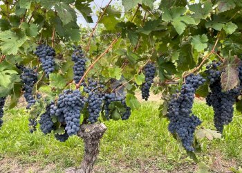 Terreno agricolo Frazione Valle San Giovanni, Calamandrana - foto 29