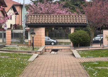 Foto 20 - Appartamento Ugo Foscolo, Gorla Minore - foto 20