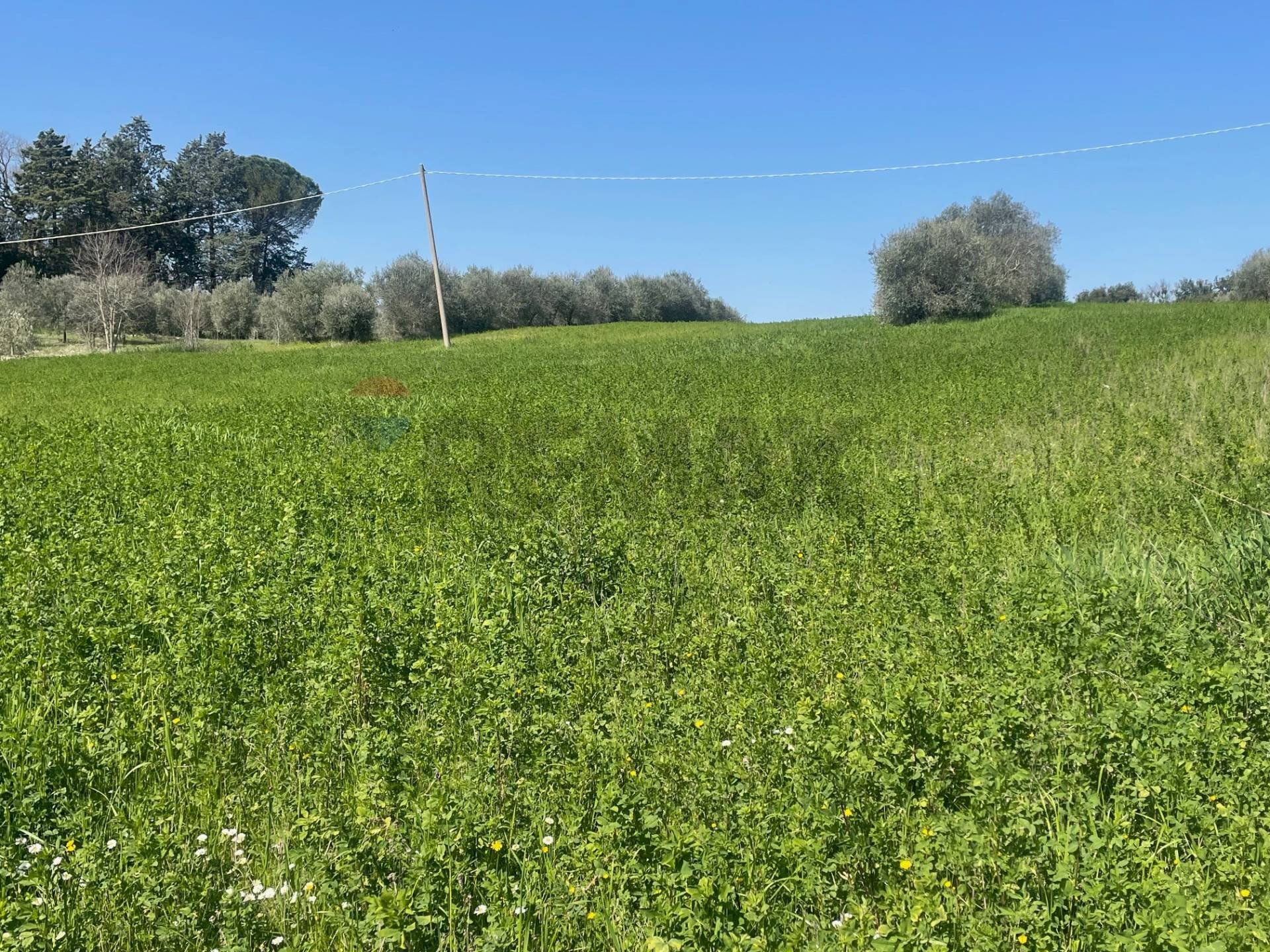 Giardino - Agricultural land via Ancona
 
98, Jesi - photo 3