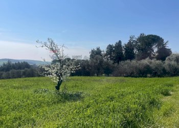 Giardino - Agricultural land via Ancona
 
98, Jesi - photo 4