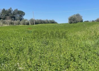 Giardino - Agricultural land via Ancona
 
98, Jesi - photo 8
