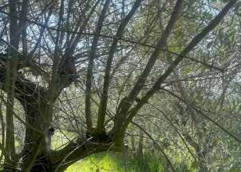 Giardino - Agricultural land via Ancona
 
98, Jesi - photo 12