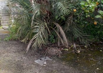 Giardino - Casa indipendente Via Botte
 
56, Savoca - foto 18