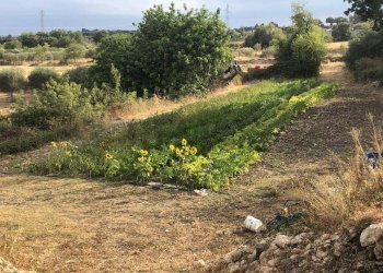 Giardino - Terreno agricolo contrada bradia, Sortino - foto 4