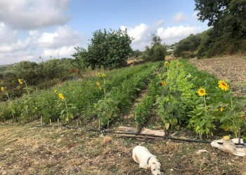 Giardino - Terreno agricolo contrada bradia, Sortino - foto 5