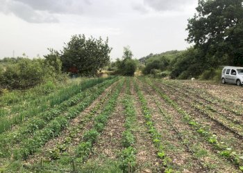 Giardino - Terreno agricolo contrada bradia, Sortino - foto 7