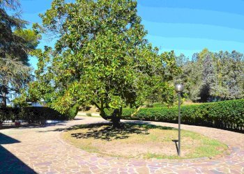 Giardino - Villa Via Arturo Pompeato Luchini, Fiumicino - foto 54