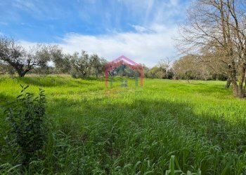 Foto 5 - Agricultural land Via delle arance
 
snc, Pomezia - photo 5