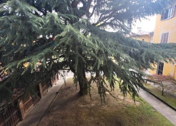 Giardino - Appartamento Trezzo sull'Adda - foto 10