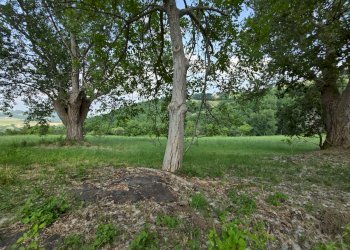 giardino - Casa indipendente Colli
 
118, Serrapetrona - foto 9