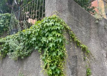 Giardino - Casa indipendente contrada Acqua del Conte, Messina - foto 25