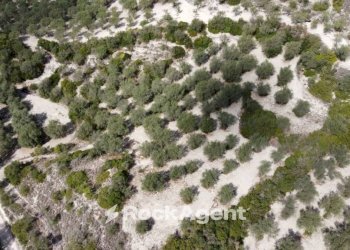 Terreno - Agricultural land Loc Santa Barbara, Sorso - photo 6