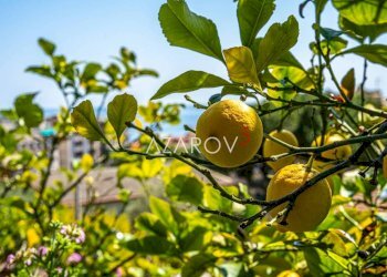 Altro - Villa Regione Brevè, 7, Alassio - foto 25