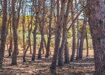 Terreno - Villa via Torre Sances, 370, Marsala - photo 7