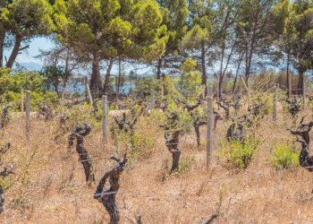 Terreno - Villa via Torre Sances, 370, Marsala - photo 15