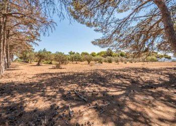 Terreno - Villa via Torre Sances, 370, Marsala - photo 16