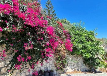 Giardino - Villa corso Montecarlo, Ventimiglia - foto 2