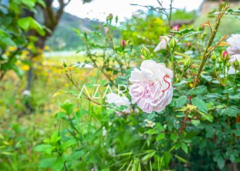 Giardino - Villa strada Gauviusa, Seborga - foto 9