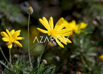 Altro - Villa via Romana, 38, Bordighera - foto 45