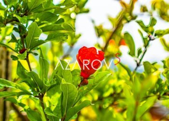 Altro - Villa vicolo Rosso, 8, Dolceacqua - foto 22