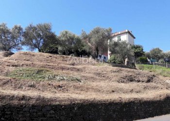 TE184_terreno_vendita_arcola_vigneto (4).jpg - Terreno agricolo Arcola - foto 4