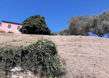 TE184_terreno_vendita_arcola_vigneto (5).jpg - Terreno agricolo Arcola - foto 5