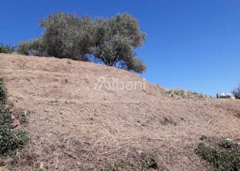 TE184_terreno_vendita_arcola_vigneto (9).jpg - Terreno agricolo Arcola - foto 9