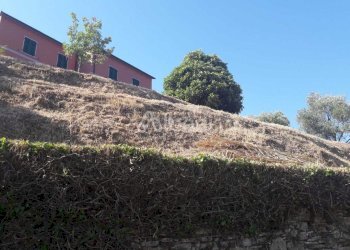 TE184_terreno_arcola_collina_vendita_vigneto (11). - Terreno agricolo Arcola - foto 13