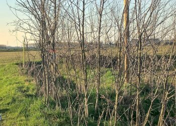 Giardino - Terreno agricolo via XXV aprile
 
40, Gambolò - foto 6