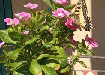 Dettagli - Casa indipendente Via Carrubbazza
 
1, Lentini - foto 43