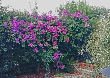 Giardino - Casa indipendente Via Carrubbazza
 
1, Lentini - foto 47