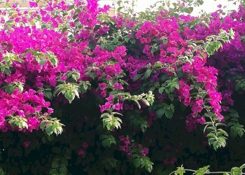 Giardino - Casa indipendente Via Carrubbazza
 
1, Lentini - foto 48