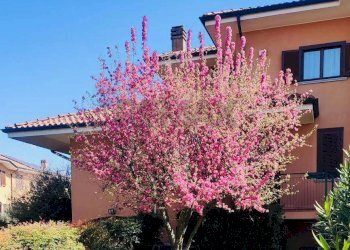 Esterno - Casa semi indipendente VIA ALDO MORO
 
1, Settala - foto 30