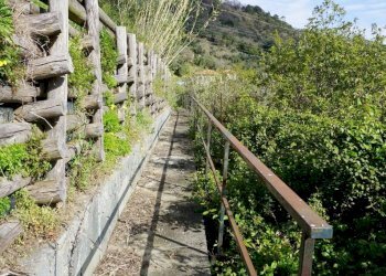 Foto 14 - Terreno agricolo Via Montepino, Albisola Superiore - foto 14