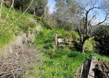 Foto 15 - Terreno agricolo Via Montepino, Albisola Superiore - foto 15