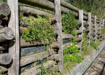 Foto 17 - Terreno agricolo Via Montepino, Albisola Superiore - foto 17