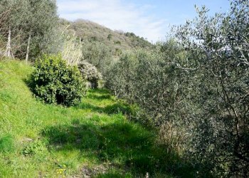 Foto 19 - Terreno agricolo Via Montepino, Albisola Superiore - foto 19