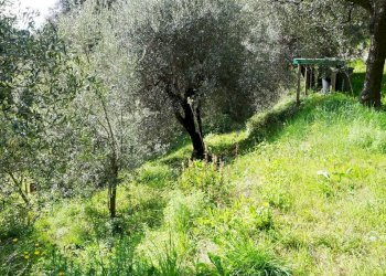 Foto 23 - Terreno agricolo Via Montepino, Albisola Superiore - foto 23