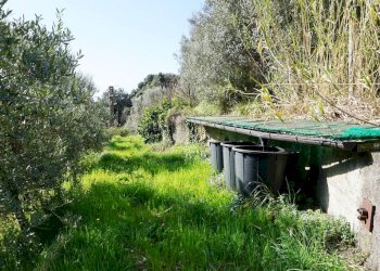 Foto 24 - Terreno agricolo Via Montepino, Albisola Superiore - foto 24