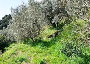 Foto 25 - Terreno agricolo Via Montepino, Albisola Superiore - foto 25