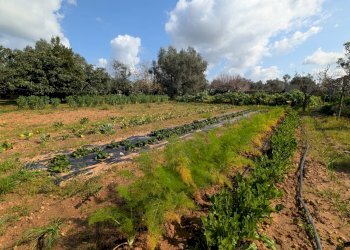 Foto 7 - Villa contrada piantata, Sannicola - foto 7