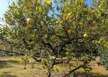 Foto 9 - Villa contrada piantata, Sannicola - foto 9