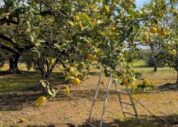 Foto 10 - Villa contrada piantata, Sannicola - foto 10