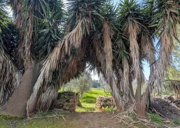 Foto 11 - Villa contrada piantata, Sannicola - foto 11