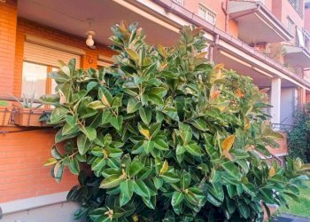 Giardino - Quadrilocale via Mauriac, 27, Roma - foto 10