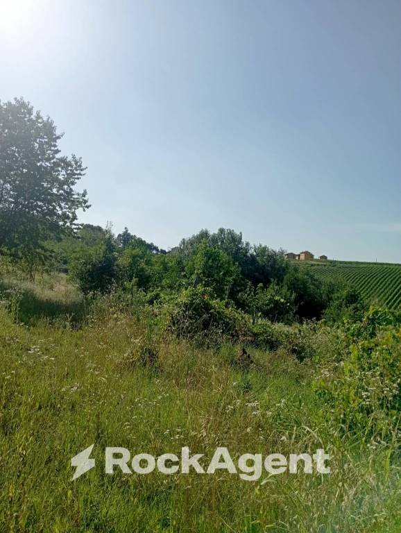 Terreno - Terreno agricolo Frazione Camporello 7/8, San Damiano al Colle - foto 1