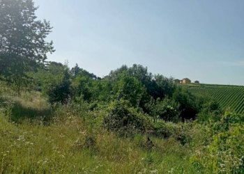 Terreno - Terreno agricolo Frazione Camporello 7/8, San Damiano al Colle - foto 1